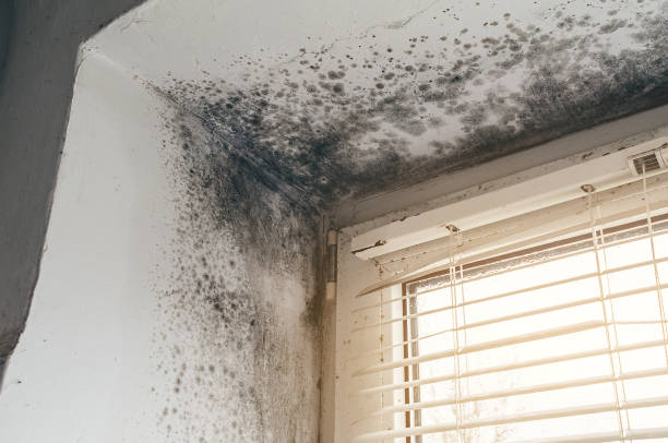 Affordable Basement Mold Remediation solutions in Onancock, VA